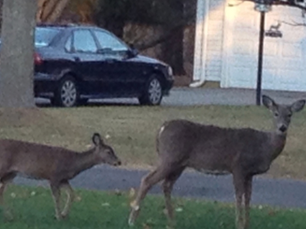 Deer have long been a critical concern for Southold Town residents, with fears over tick-borne diseases, environmental issues and car strikes prompting calls for solutions.