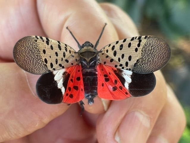 Spotted Lanternflies Swarm Long Island: What To Know