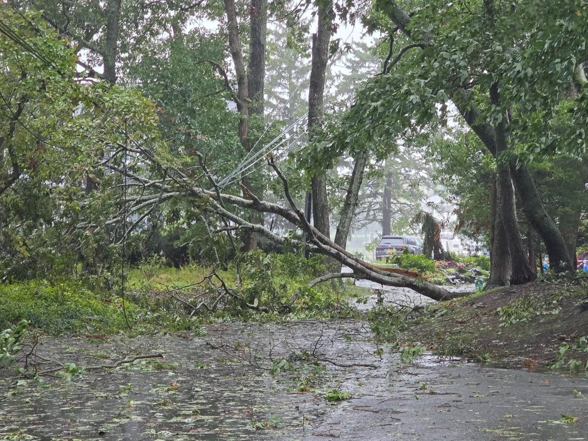 Downed trees in Aquebogue.