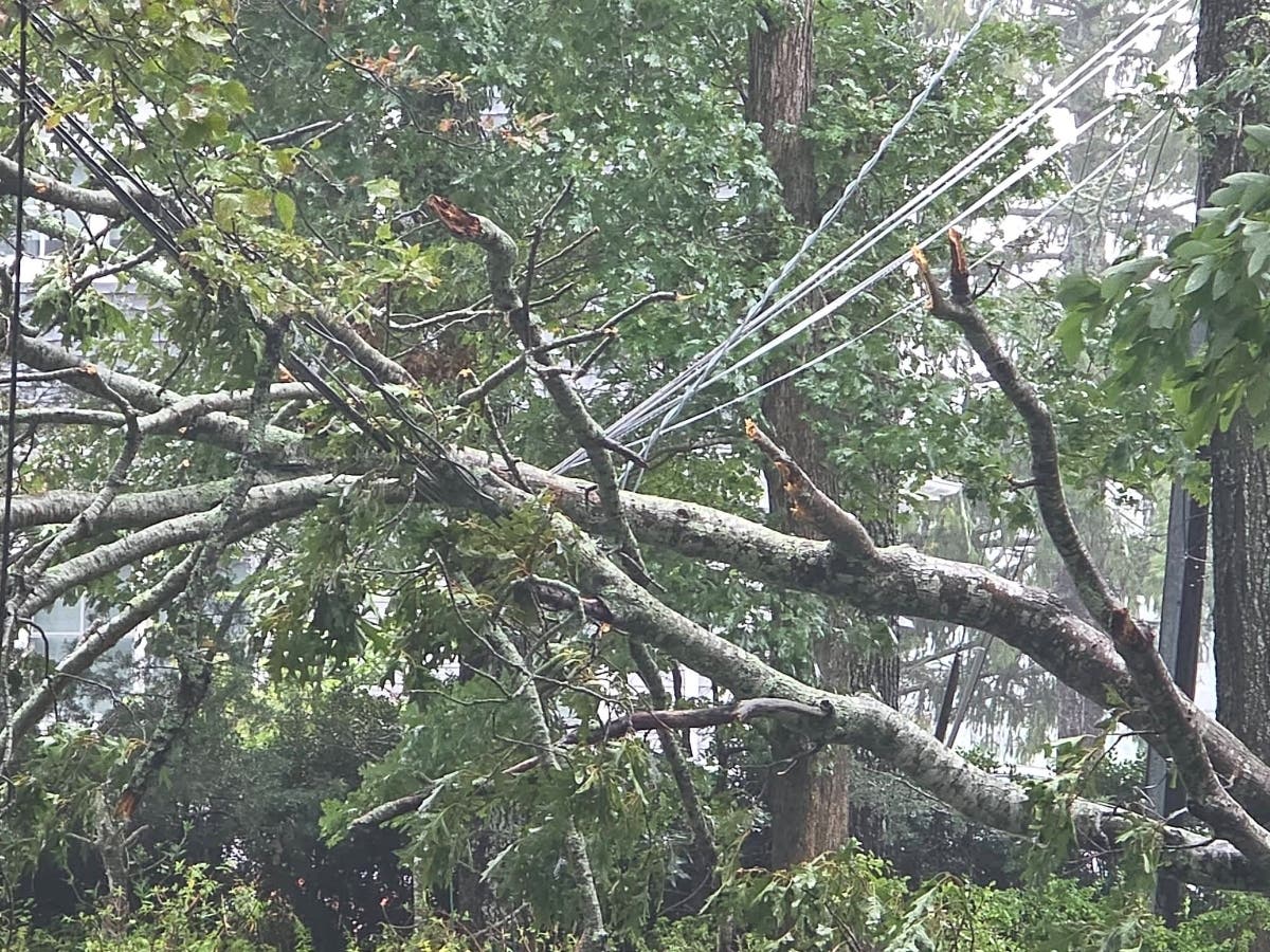 More than 700 downed trees have been reported during the nor'easter so far, PSEG Long Island said.