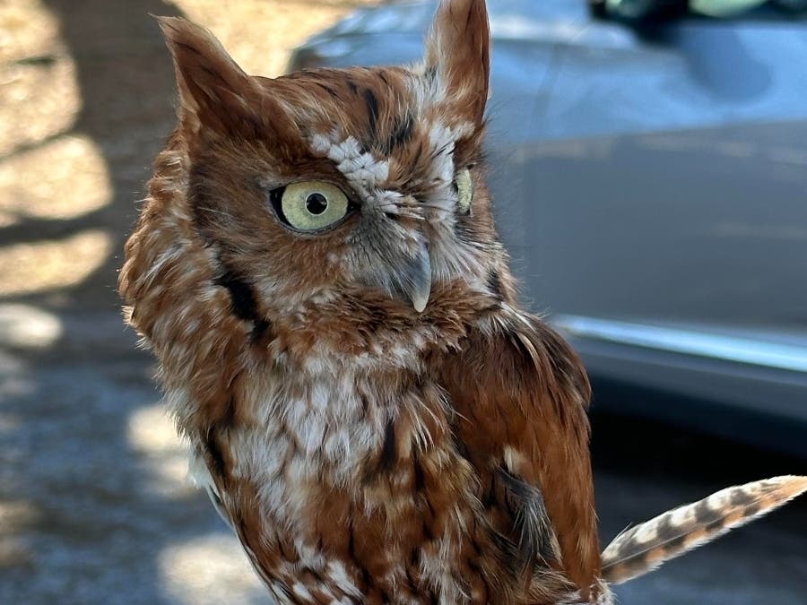 Here's the chance to meet two birds of prey.