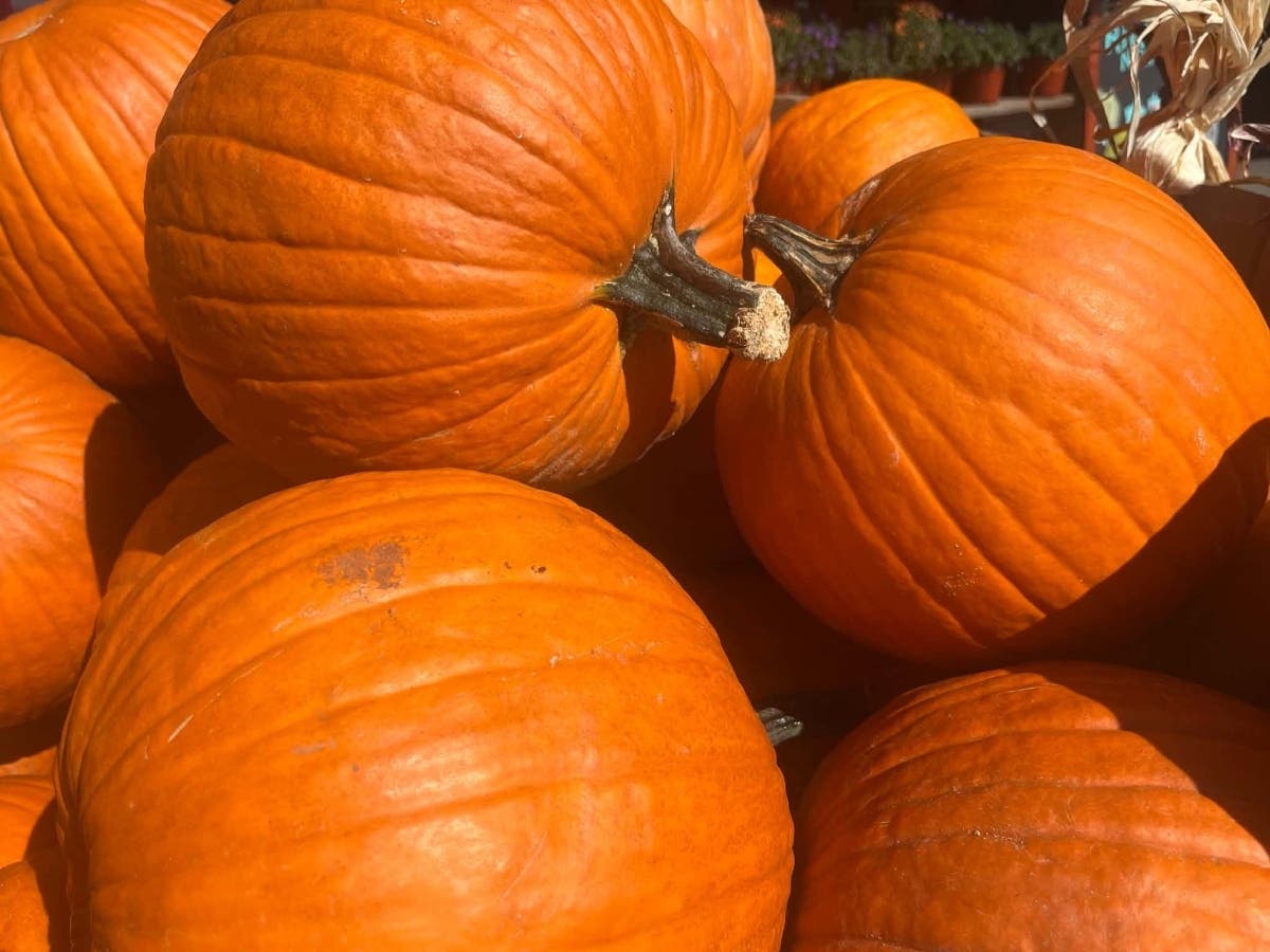 See what Mother Nature has in store for Halloween weekend across Long Island.