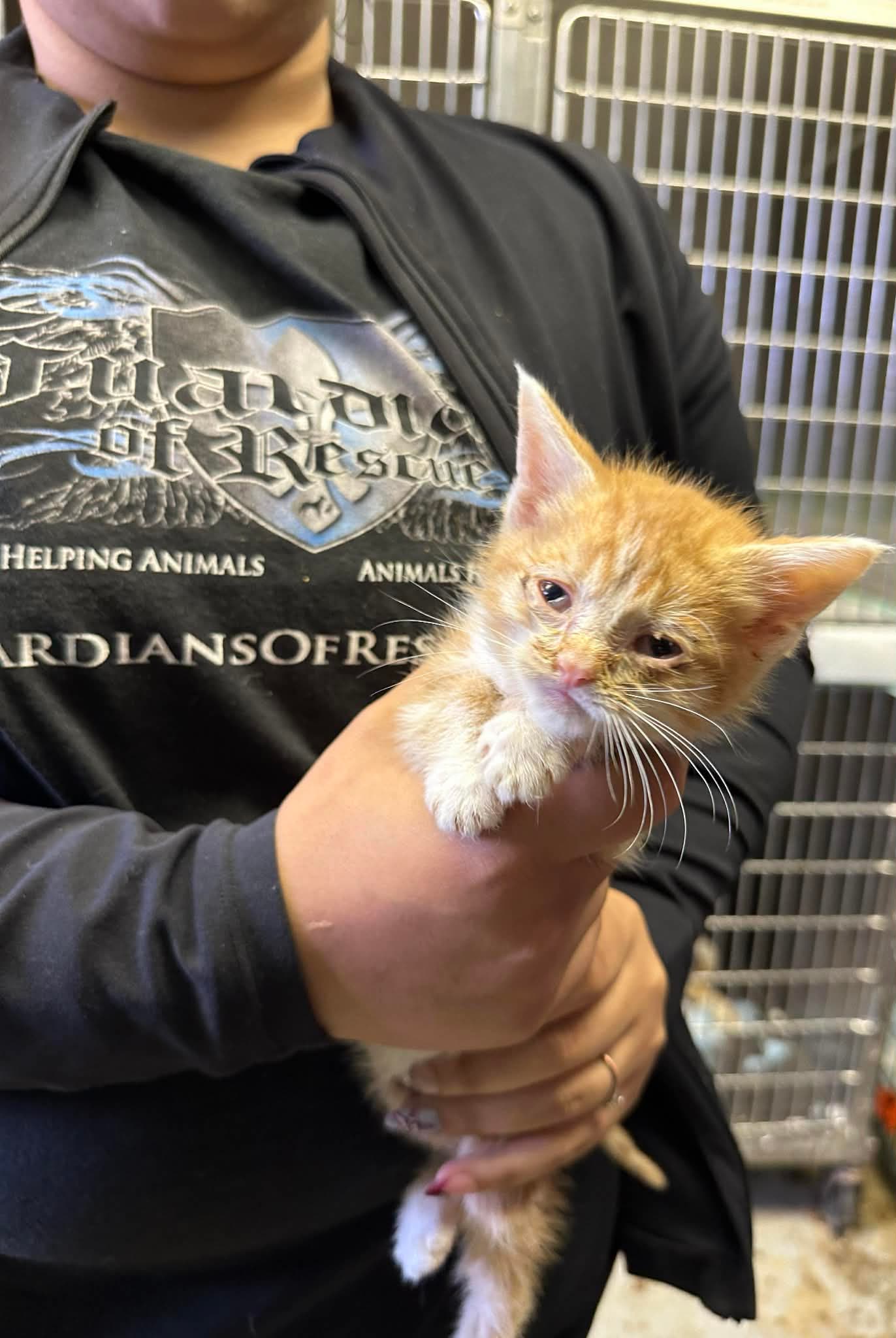 America’s Hidden Animal Crisis: Hoarding and Abandonment Cases Surge Nationwide