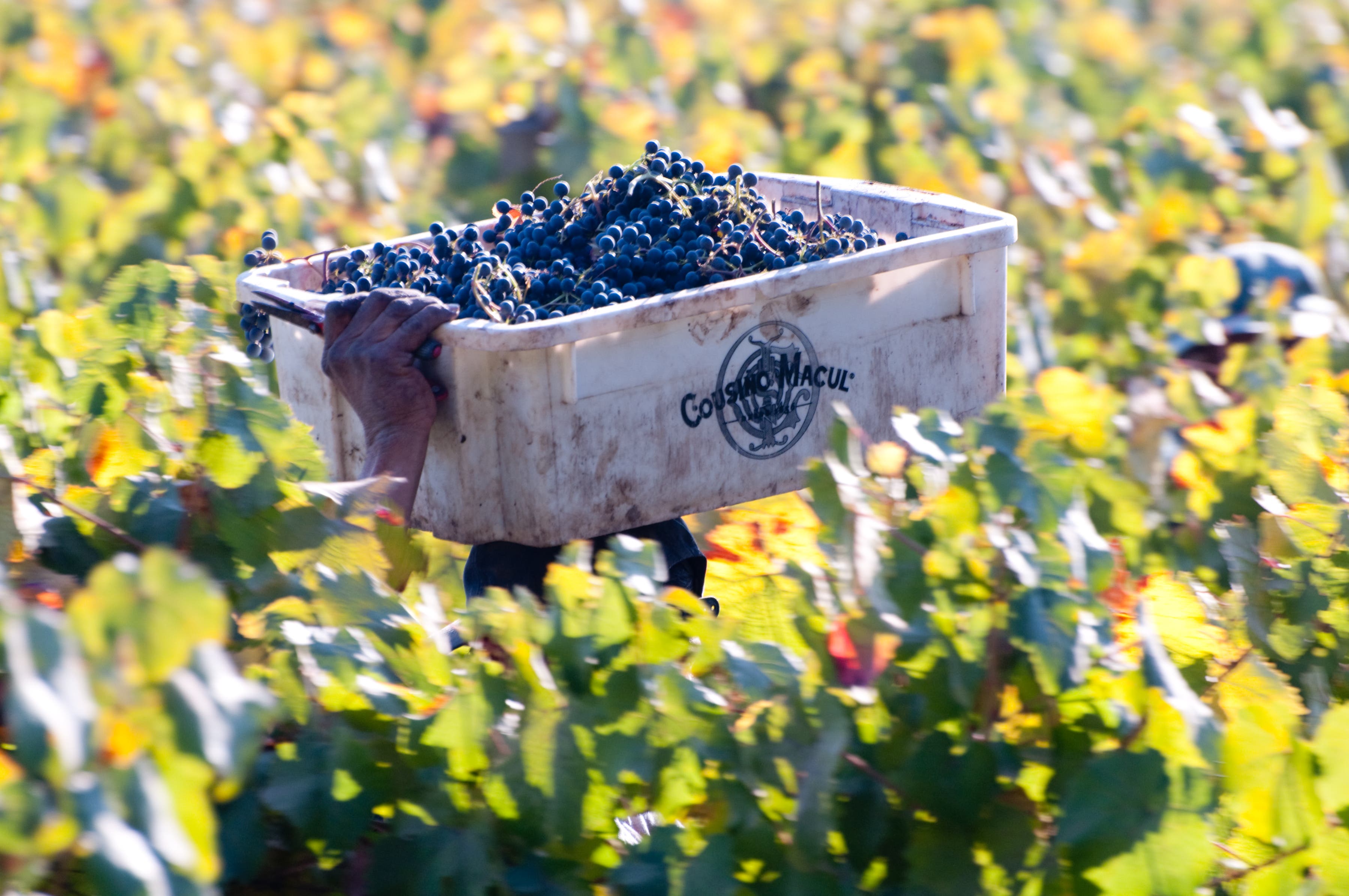 Bambara Kitchen & Bar Hosts a Cousiño Macul Wine Dinner on Wednesday, April 29th