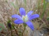 Brodiaea elegans growing wild in a Santa Cruz meadow