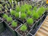 Koelaria macrantha, Junegrass, growing on the benches. A cool-season perennial bunchgrass, 1 to 2 ft tall. Flowers are green turning to pale gold. Can be used in a “lumpy lawn” or in a spring meadow. Likes sun, needs little water. Summer dormant.