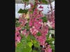 Ribes malvaceum ‘Montara Rose’, with dangling clusters of gorgeous raspberry colored flowers
