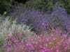Salvia clevelandii 'Winnifred Gilman' (purple-blue), Salvia leucophylla (grey-green foliage), and Clarkia rubicunda, grown from local seed, gathered with permission.