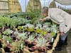 Volunteer Ginger Fulton-Bennett, checking on some large Dudleya plants