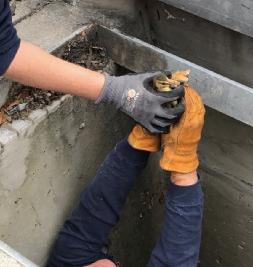 https://patch.com/img/cdn20/users/1372433/20180517/014349/styles/raw/public/processed_images/ducklings_2_acfd-1526578882-295.jpg