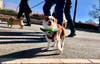 St. Patrick’s Day Parade 2019 in Dublin, CA