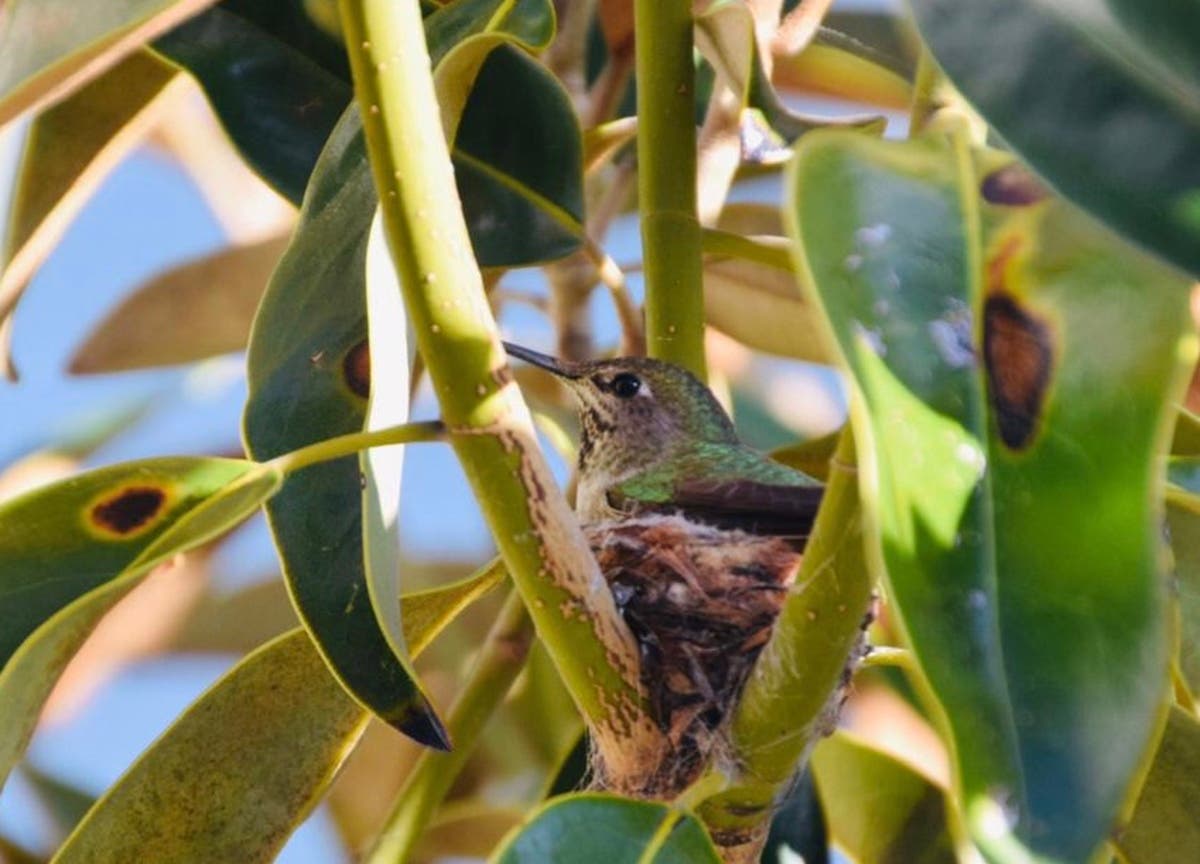 Hummingbird sitting on her nest in a Dublin yard.