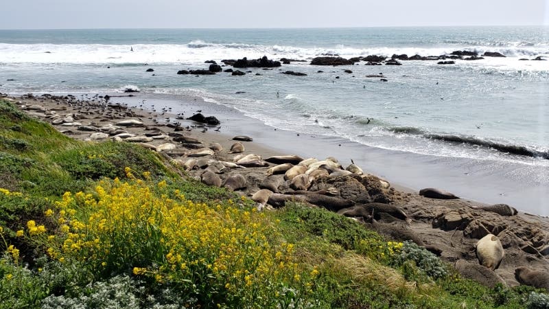 Elephant seals during pupping season.