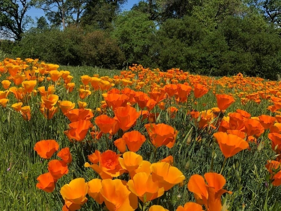 Poppies line a popular bike trial in Roseville.