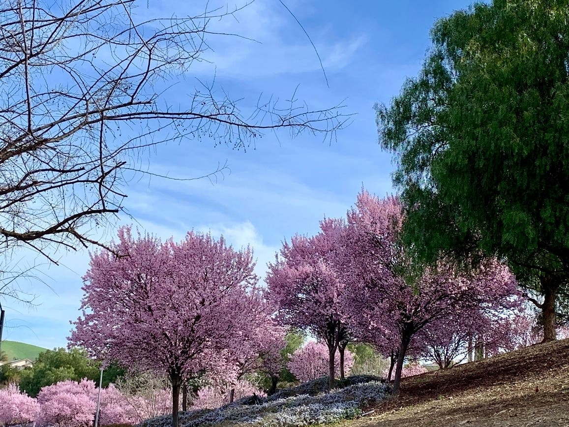 Trees in bloom in San Ramon.