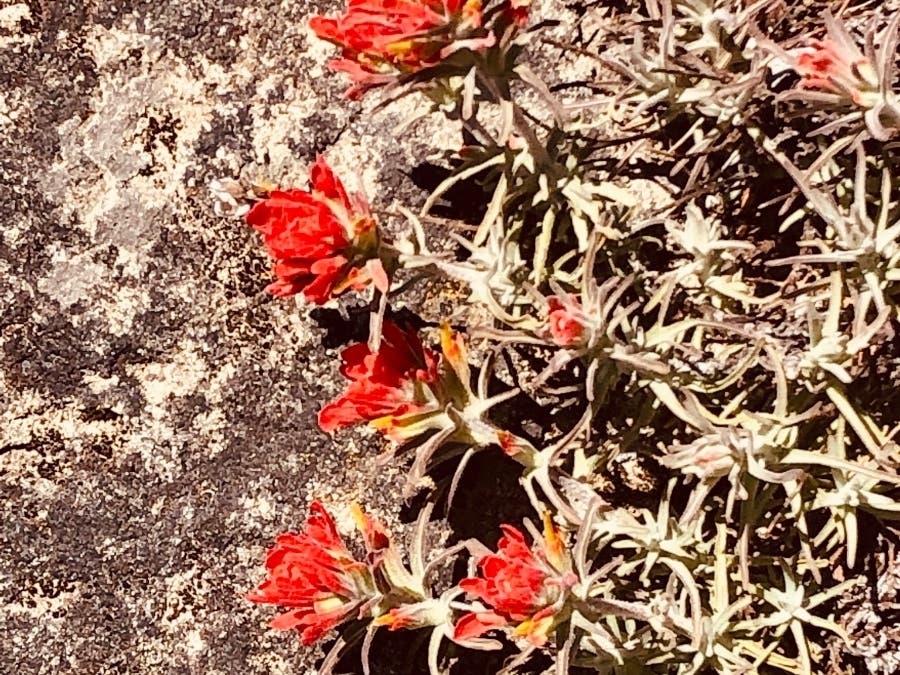 Spring in Santa Cruz County