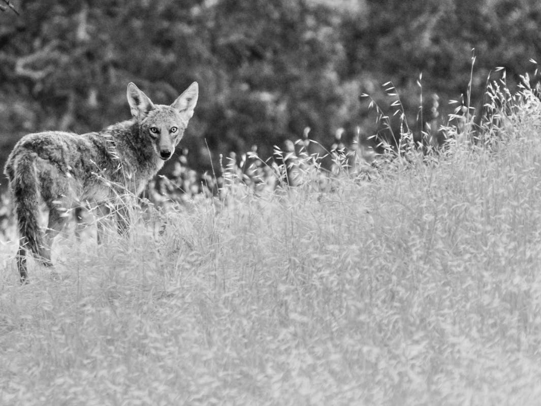 Coyote in Diablo Foothills Regional Park