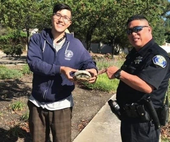The turtle selected one of the busiest thoroughfares in Milpitas to try to cross.