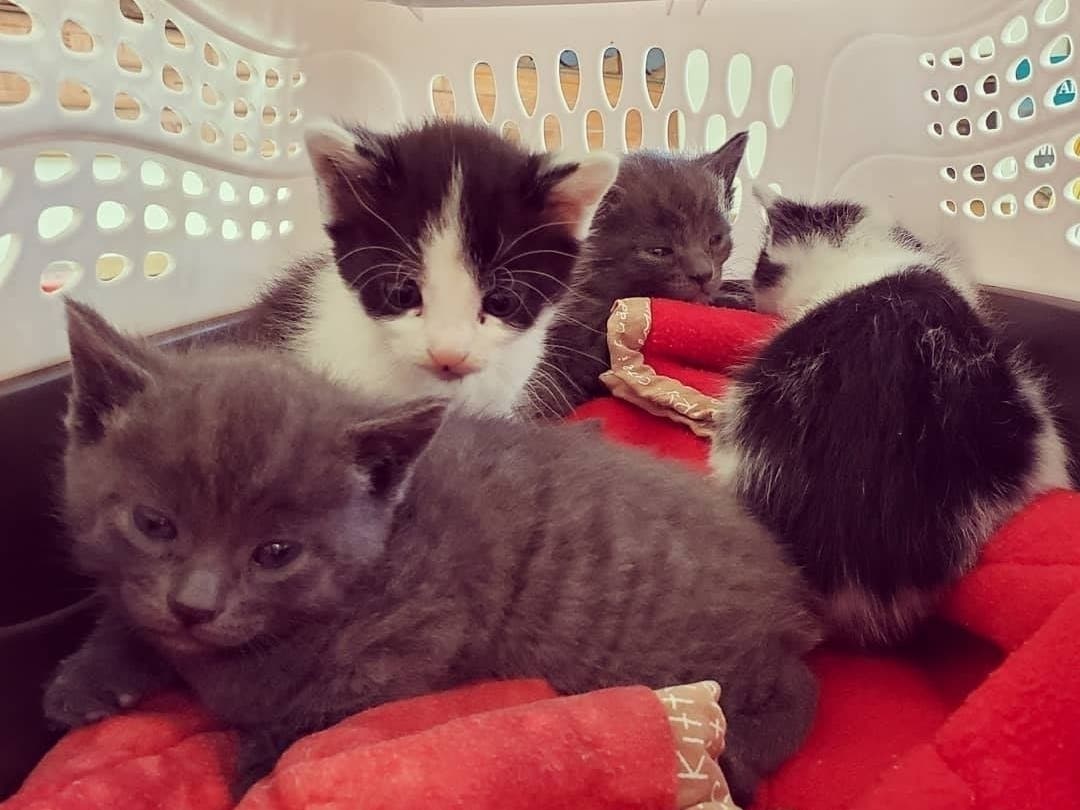 Four kittens rescued from an engine will eventually be up for adoption.
