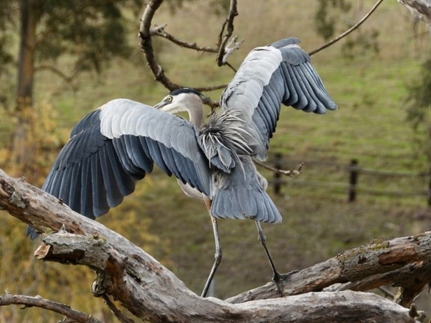 A great blue heron recently spotted near the lake at Ed Levin County Park in Milpitas.