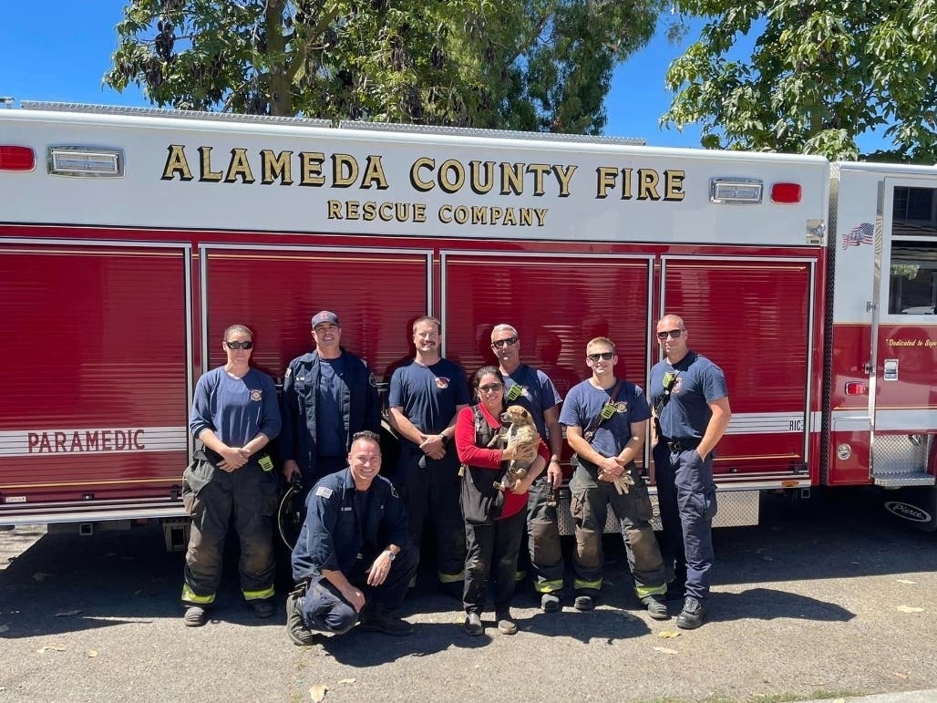 The East Bay dog was chasing a possum when he got trapped under a concrete slab.
