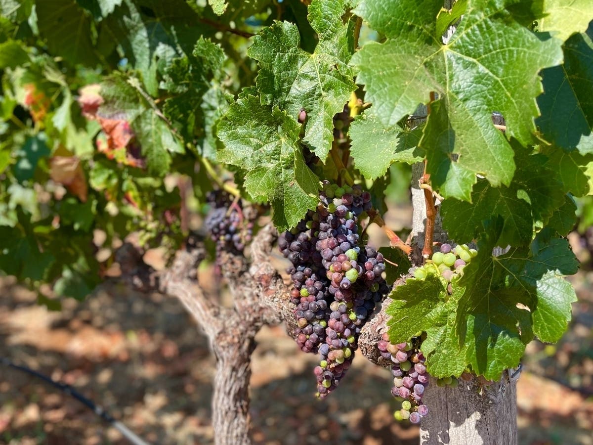 The Livermore Valley Wine Community won 174 medals in the 2023 San Francisco Chronicle Wine Competition.