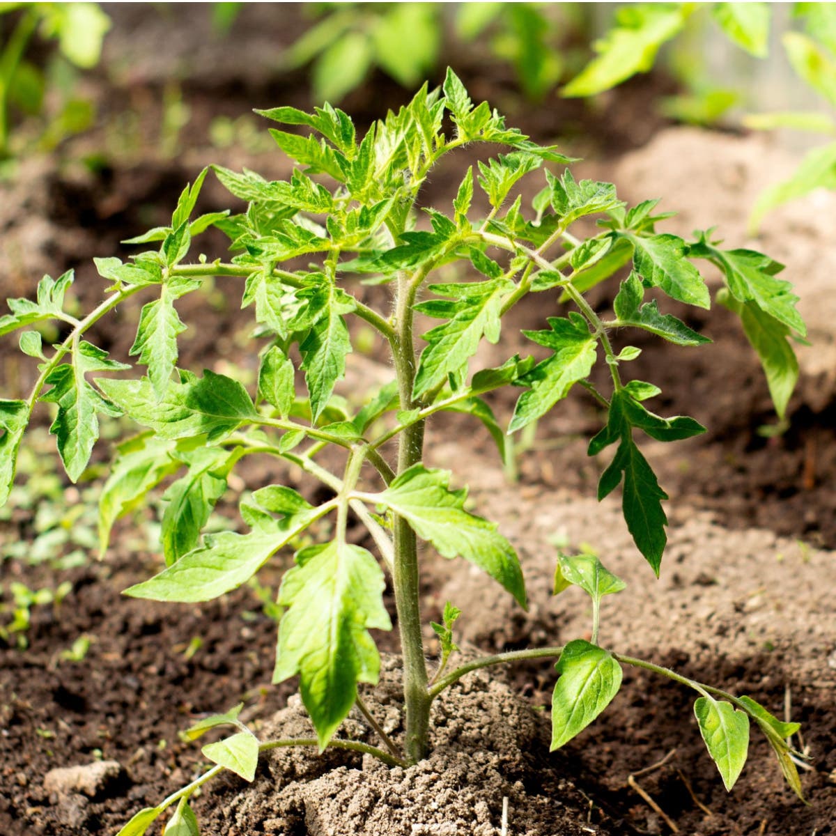 Friends of the Glen Cove Public Library's Plant Sale