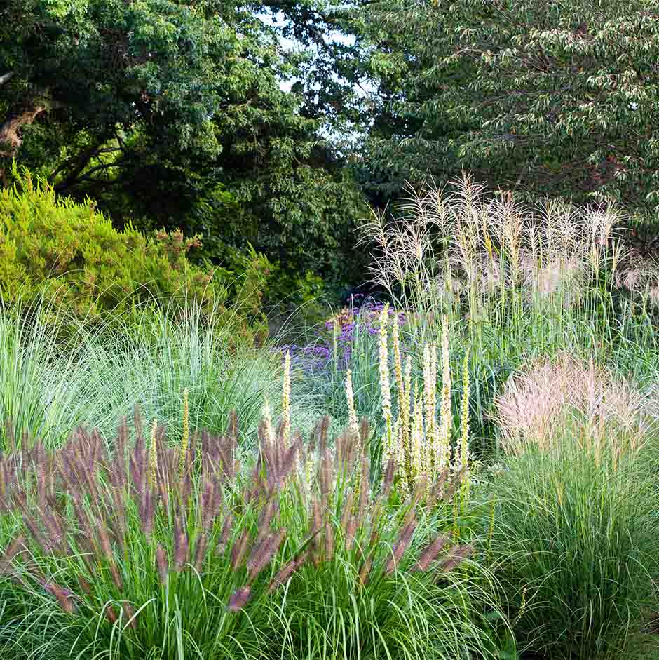 Seed Library Program: Ornamental Grasses