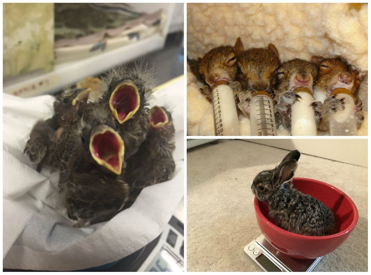 https://patch.com/img/cdn20/users/1396761/20170328/071948/styles/raw/public/article_images/bay_area_wildlife-1490743112-7852.jpg