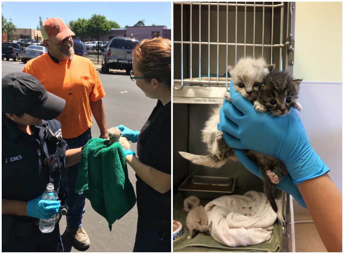 https://patch.com/img/cdn20/users/1396761/20170502/071841/styles/raw/public/article_images/redwood_city_kitten_rescue-1493767047-8752.jpg