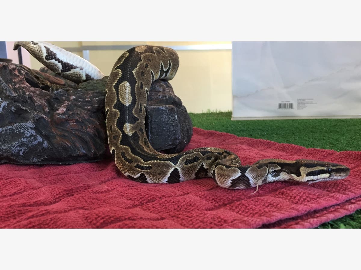 https://patch.com/img/cdn20/users/1396761/20171025/072608/styles/raw/public/processed_images/rumplesnakeskin_1-1508973941-951.jpg