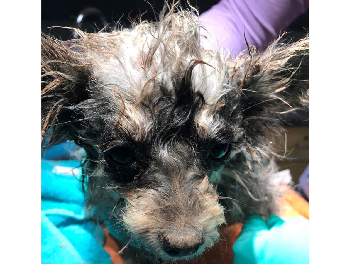 https://patch.com/img/cdn20/users/1396761/20171115/125528/styles/raw/public/processed_images/11-15-17-rescued-dogs-1510768521-5143.jpg