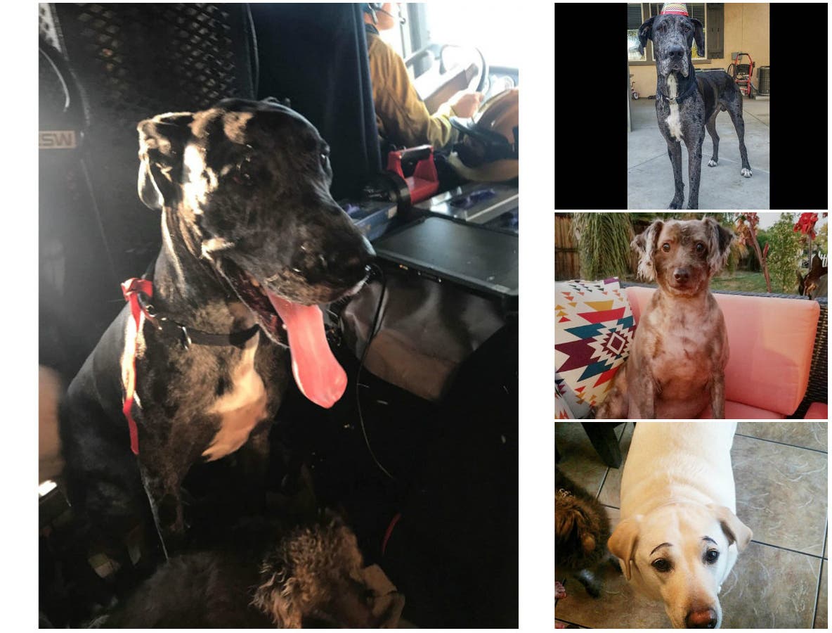 https://patch.com/img/cdn20/users/1396761/20171213/063912/styles/raw/public/processed_images/murrieta_dogs-1513208180-1666.jpg
