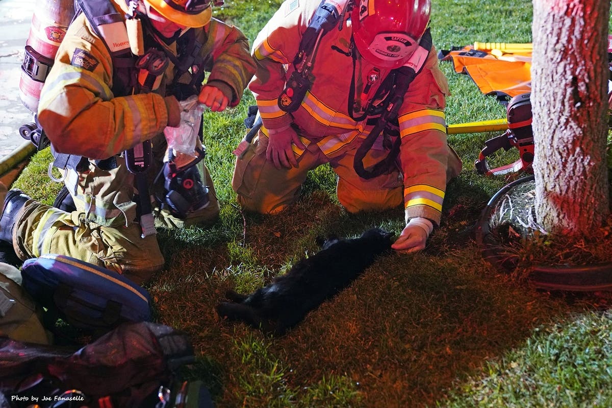 Firefighters Resuscitate Cat Pulled From Burning Murrieta Home ...