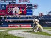 Natty is a Canine Companions Future Service Dog! 