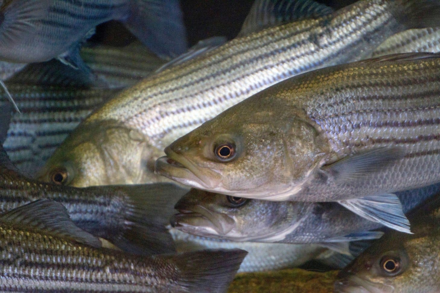 Beneath the Surface: The Fish of the Hudson