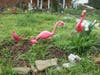 A flamingo family waits to the discovered by scavenger hunters in Admiral Heights.