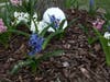 A hat hides among the flowers during an Admiral Heights scavenger hunt.