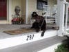 Wynnefeld, the dog of Barbara Hendricks, stands guard over the stuffed bear that Hendricks put in the rocking chair for the zoofari in Admiral Heights.