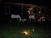 These deer are among the many decorations in Derek Lotfi’s yard in Admiral Heights.