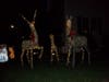 Deer light up the yard of John Franco’s house on Sumner Road in Admiral Heights. His house won the competition for the best decorated house in the community.