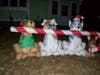 These pups are fetching a candy cane. For Christmas, perhaps? 