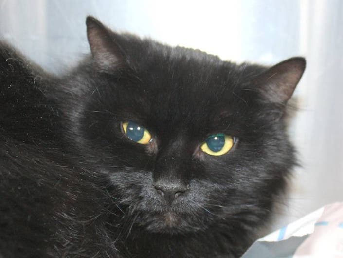 Cat of the week.