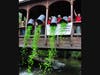 The Turtle Derby 2023 release on the bridge over the Rouge River during Homecoming will be on Sunday, August 6 about 4:30 pm.  Tickets are on sale at the Dearborn Kiwanis booth until about 4:00!  It's great family fun to watch the race!