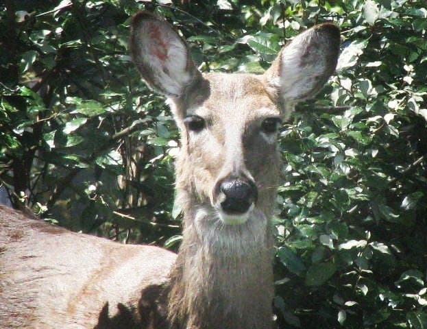 "You lookin' at me?"