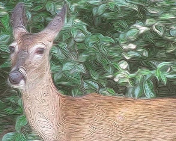 Diffused deer Diffused deer