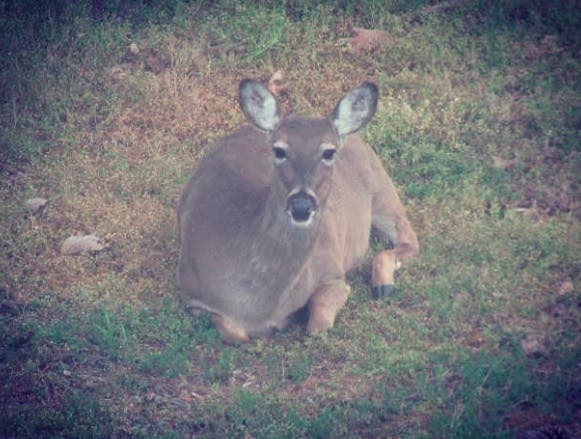 Lounging deer Lounging deer
