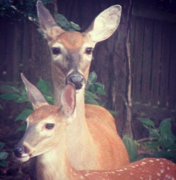 Mom and young deer Mom and young deer