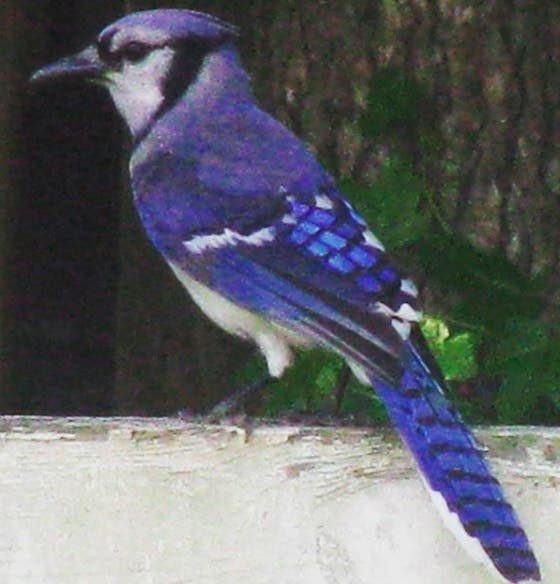 Blue Jay Blue Jay