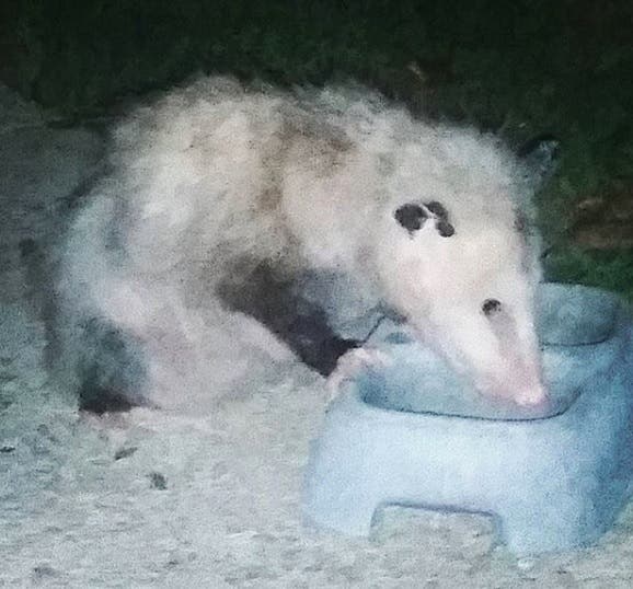 Possum Possum